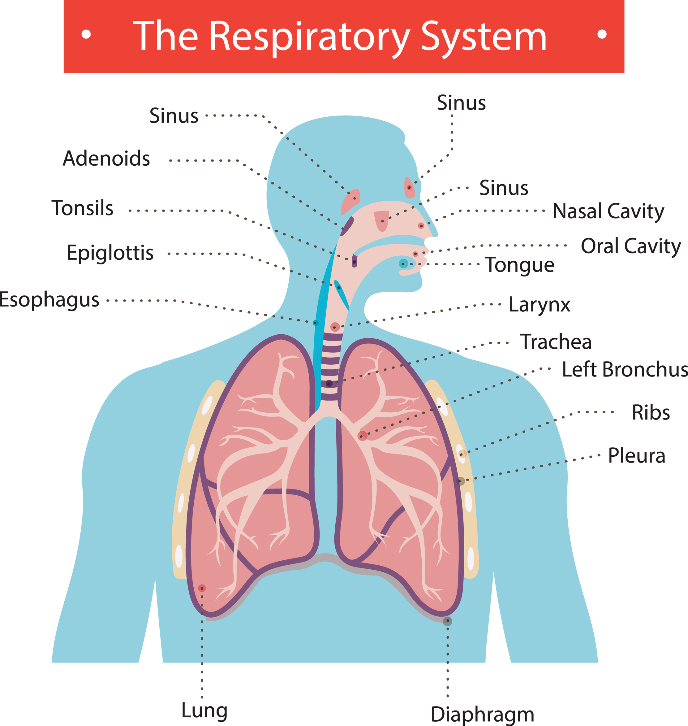 Боль в легких при глубоком. Дыхательная система. Дыхательная система картинки. Органы дыхания рисунок. Дыхательная система легкие.