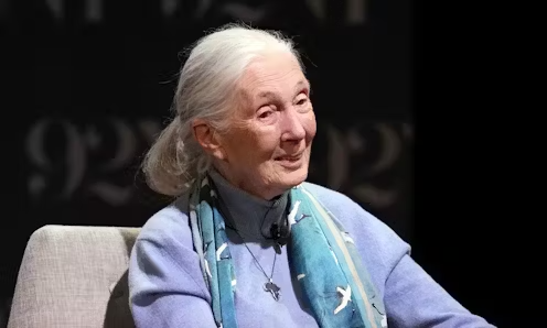Jane Goodall, the gentle disrupter whose research on chimpanzees redefined what it meant to be human